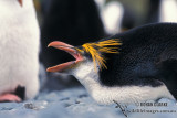 Royal Penguin s0406.jpg