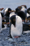 Royal Penguin s0408.jpg