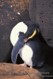 Fiordland Penguin s0338.jpg
