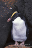 Fiordland-Penguin-s0330.jpg