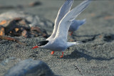 Antarctic Tern s1333.jpg