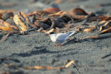 Antarctic Tern s1336.jpg