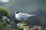 Antarctic Tern s1341.jpg