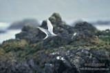 Antarctic Tern s1345.jpg