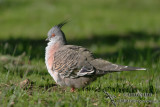 Crested Pigeon 6799.jpg