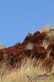 Spinifex Pigeon 5181.jpg