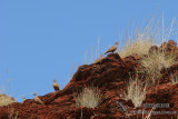 Spinifex Pigeon 5182.jpg