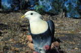 Banded Fruit-dove s1447.jpg