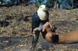 Banded Fruit-dove s1450.jpg