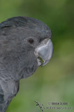 Red-tailed Black-Cockatoo 0364.jpg