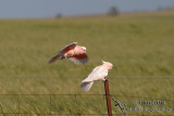 Major Mitchells Cockatoo 0456.jpg