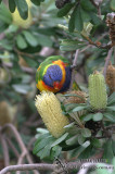 Rainbow Lorikeet 4678.jpg