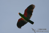 Eclectus Parrot 0019.jpg
