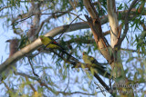 Regent Parrot 4586.jpg