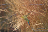 Budgerigar s1526.jpg