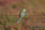 Blue-winged Parrot 4817.jpg