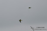 Orange-bellied Parrot 6404.jpg