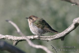 Horsfields Bronze-Cuckoo 7150.jpg