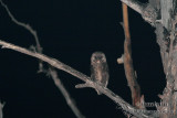 Sooty Owl 6158.jpg