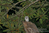 Barn Owl 9915.jpg