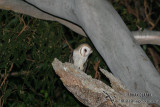 Barn Owl 9930.jpg