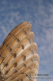 Barn Owl 6782.jpg