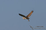 Eastern Grass Owl 8197.jpg