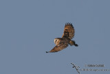 Eastern Grass Owl 8198.jpg