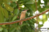 Sacred Kingfisher 0258.jpg