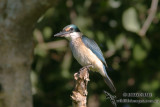 Sacred Kingfisher 5314.jpg