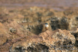 Sacred Kingfisher 5618.jpg