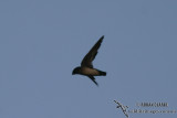 Papuan Spine-tailed Swift 0289.jpg