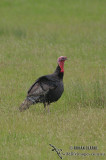 Feral Turkey 0306.jpg