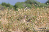 Common Pheasant s0035.jpg