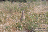 Common Pheasant s0036.jpg