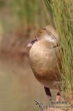 Plumed Whistling-Duck 3464