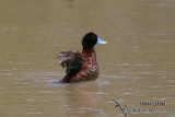 Blue-billed Duck 9521.jpg