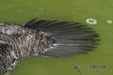 Musk Duck 0535.jpg