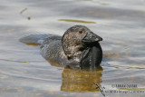 Musk Duck 8310.jpg