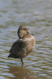 Freckled Duck 0663.jpg