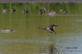 Freckled Duck 0690.jpg