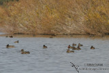 Freckled Duck 6527.jpg