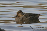 Freckled Duck 6606.jpg