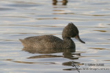 Freckled Duck 6618.jpg