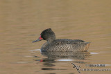 Freckled Duck 6644.jpg