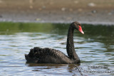 Black Swan 0676.jpg
