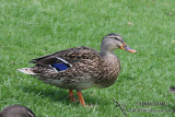 Mallard 3966.jpg