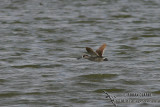 Pink-eared Duck 5548.jpg