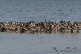 Pink-eared Duck 5958.jpg