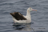 Wandering Albatross 2066.jpg